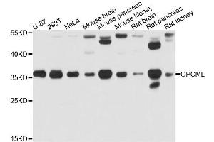 Western blot analysis of extract of various cells, using OPCML antibody. (OPCML 抗体)
