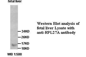 Image no. 1 for anti-Ribosomal Protein L27a (RPL27A) antibody (ABIN791233) (RPL27A 抗体)