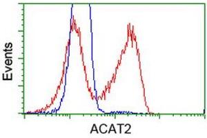 Image no. 3 for anti-Acetyl-CoA Acetyltransferase 2 (ACAT2) antibody (ABIN1496405) (ACAT2 抗体)