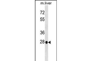 Mouse Hoxb5 Antibody (N-term) (ABIN1538818 and ABIN2848938) western blot analysis in mouse liver tissue lysates (35 μg/lane).
