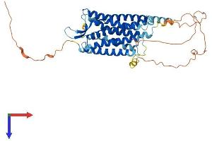 AVPR1B Protein (AA 1-424) (His tag)