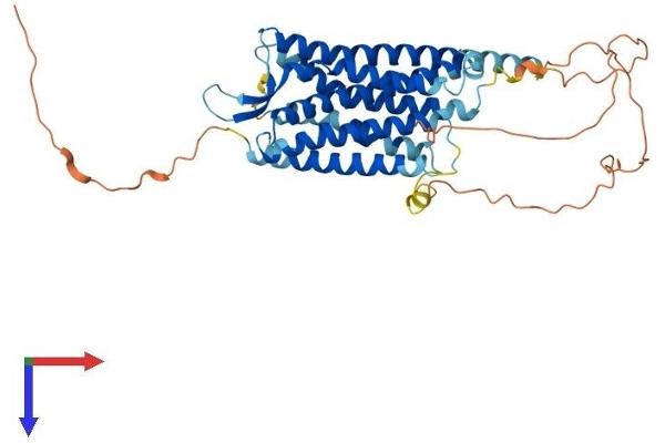 AVPR1B Protein (AA 1-424) (His tag)