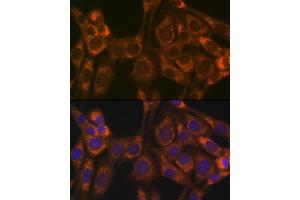 Immunofluorescence analysis of NIH-3T3 cells using Thioredoxin 2 (Trx2/TXN2) (Trx2/TXN2) Rabbit mAb (ABIN1679919, ABIN3018909, ABIN3018910 and ABIN7101688) at dilution of 1:100 (40x lens). (TXN2 抗体)