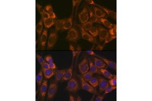 Immunofluorescence analysis of NIH-3T3 cells using Thioredoxin 2 (Trx2/TXN2) (Trx2/TXN2) Rabbit mAb (ABIN1679919, ABIN3018909, ABIN3018910 and ABIN7101688) at dilution of 1:100 (40x lens). (TXN2 抗体)