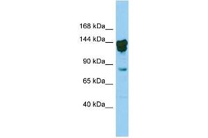 Host:  Rabbit  Target Name:  Cux2  Sample Type:  Mouse Testis lysates  Antibody Dilution:  0. (CUX2 抗体  (N-Term))