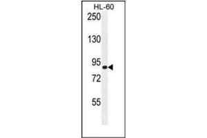 Western blot analysis of DCDC5 Antibody (C-term) in HL-60 cell line lysates (35ug/lane). (DCDC5 抗体  (C-Term))