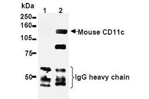 Western Blotting (WB) image for anti-Integrin, alpha X (Complement Component 3 Receptor 4 Subunit) (ITGAX) antibody (ABIN1449276) (CD11c 抗体)