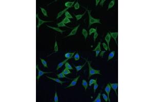 Immunofluorescence (IF) image for anti-Cyclin M1 (CNNM1) (AA 692-951) antibody (ABIN7266572)
