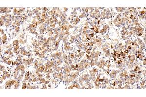 Detection of PRL in Porcine Pituitary Tissue using Polyclonal Antibody to Prolactin (PRL) (Prolactin 抗体  (AA 1-226))
