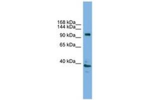 Image no. 1 for anti-ATPase, H+ Transporting, Lysosomal V0 Subunit A1 (ATP6V0A1) (AA 671-720) antibody (ABIN6744589) (ATP6V0A1 抗体  (AA 671-720))