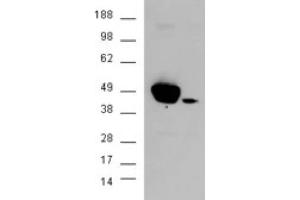 Image no. 2 for anti-Mitogen-Activated Protein Kinase 3 (MAPK3) (N-Term) antibody (ABIN374560) (ERK1 抗体  (N-Term))