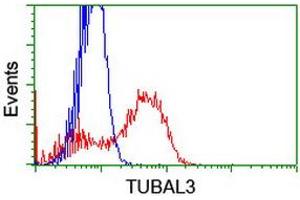 HEK293T cells transfected with either RC216194 overexpress plasmid (Red) or empty vector control plasmid (Blue) were immunostained by anti-TUBAL3 antibody (ABIN2455291), and then analyzed by flow cytometry. (TUBAL3 抗体  (AA 150-446))