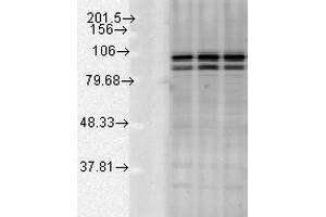 Western blot analysis of Rat tissue mix showing detection of Calnexin-CT protein using Rabbit Anti-Calnexin-CT Polyclonal Antibody .