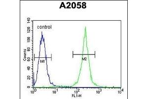 Calponin-3 Antibody (N-term) (ABIN390503 and ABIN2840859) flow cytometric analysis of  cells (right histogram) compared to a negative control cell (left histogram). (CNN3 抗体  (N-Term))