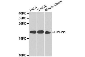 Western blot analysis of extracts of various cell lines, using HMGN1 antibody. (HMGN1 抗体  (AA 1-100))