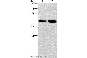 Western blot analysis of Raji and 293T cell, using STK17A  Polyclonal Antibody at dilution of 1:900 (STK17A 抗体)