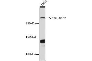 Western blot analysis of extracts of HeLa cells, using Alpha Fodrin Rabbit mAb (ABIN7270518) at 1:1000 dilution. (SPTAN1 抗体)