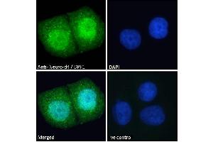 ABIN184922 Immunofluorescence analysis of paraformaldehyde fixed MCF7 cells, permeabilized with 0. (DPF1 抗体  (C-Term))