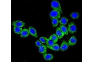 Confocal immunofluorescent analysis of CD46 antibody with HeLa cells followed by Alexa Fluor 488-conjugated goat anti-rabbit lgG (green). (CD46 抗体  (AA 317-343))