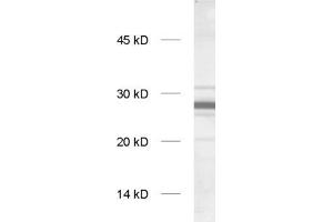 dilution: 1 : 1000, sample: rat brain homogenate (GS28 抗体  (Cytoplasmic Domain))
