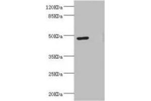 Western blot All lanes: LILRB4 antibody at 3. (LILRB4 抗体  (AA 22-259))