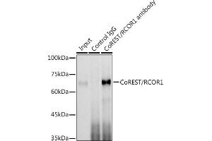 Immunoprecipitation analysis of 300 μg extracts of Jurkat cells using 3 μg CoREST/RCOR1 antibody (ABIN6128626, ABIN6146830, ABIN6146831 and ABIN6216621). (CoREST 抗体  (AA 256-485))