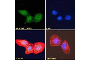 ABIN185083 Immunofluorescence analysis of paraformaldehyde fixed U2OS cells, permeabilized with 0. (UBA2 抗体  (N-Term))