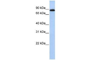 WB Suggested Anti-CHFR Antibody Titration:  0.