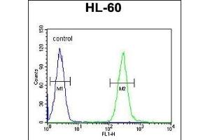 TCL6 Antibody (C-term) (ABIN654803 and ABIN2844478) flow cytometric analysis of HL-60 cells (right histogram) compared to a negative control cell (left histogram). (TCL6 抗体  (C-Term))