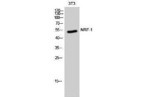 Western Blotting (WB) image for anti-Nuclear Respiratory Factor 1 (NRF1) (Internal Region) antibody (ABIN3185955) (NRF1 抗体  (Internal Region))