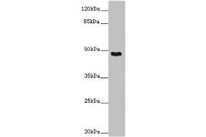 Western blot All lanes: SMOC1 antibody at 14 μg/mL + Mouse skeletal muscle tissue Secondary Goat polyclonal to rabbit IgG at 1/10000 dilution Predicted band size: 48 kDa Observed band size: 48 kDa (SMOC1 抗体  (AA 277-382))