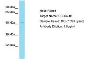 Image no. 1 for anti-Coiled-Coil Domain Containing 74B (CCDC74B) (AA 63-112) antibody (ABIN6750727) (CCDC74B 抗体  (AA 63-112))