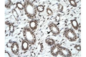 KIF25 antibody was used for immunohistochemistry at a concentration of 4-8 ug/ml to stain Epithelial cells of collecting tubule (lndicated with Arrows) in Human Kidney. (KIF25 抗体  (C-Term))