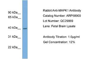 WB Suggested Anti-MAPK1  Antibody Titration: 0. (ERK2 抗体  (Middle Region))