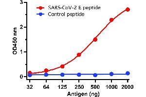 ELISA Test Antibodies: SARS-CoV-2 (COVID-19, 2019-nCoV) Envelope Antibody, ABIN1031551 (1 μg/mL). (SARS-CoV-2 Envelope 抗体  (N-Term))