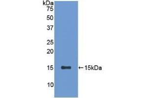 Detection of Recombinant SFRP5, Rat using Polyclonal Antibody to Secreted Frizzled Related Protein 5 (SFRP5) (SFRP5 抗体  (AA 45-162))