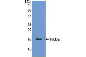 Detection of Recombinant SFRP5, Rat using Polyclonal Antibody to Secreted Frizzled Related Protein 5 (SFRP5)