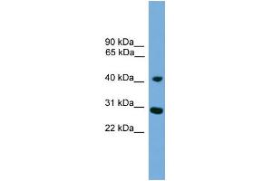 WB Suggested Anti-CRLS1 Antibody Titration:  0. (CRLS1 抗体  (Middle Region))