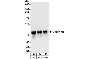 anti-Cyclin M3 (CNNM3) (AA 657-707) antibody