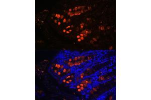 Immunofluorescence analysis of mouse colon using ITLN1 Rabbit pAb (ABIN6132446, ABIN6142601, ABIN6142602 and ABIN6223070) at dilution of 1:100 (40x lens).
