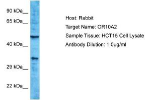 Host: Rabbit Target Name: OR10A2 Sample Type: HCT15 Whole Cell lysates Antibody Dilution: 1. (Olfactory Receptor, Family 10, Subfamily A, Member 2 (OR10A2) (C-Term) 抗体)