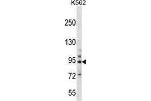 PCDHB14 抗体  (N-Term)