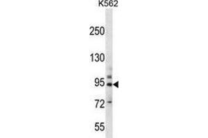 Western blot analysis in K562 cell line lysates (35ug/lane) using PCDHB14  Antibody (N-term). (PCDHB14 抗体  (N-Term))