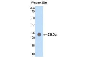 Western Blotting (WB) image for anti-Membrane Metallo-Endopeptidase (MME) (AA 565-750) antibody (ABIN1859980) (MME 抗体  (AA 565-750))