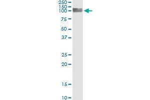 Immunoprecipitation of PECAM1 transfected lysate using anti-PECAM1 monoclonal antibody and Protein A Magnetic Bead , and immunoblotted with PECAM1 MaxPab rabbit polyclonal antibody.