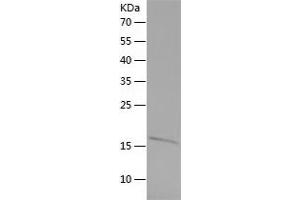 Western Blotting (WB) image for Histone H3 (H3) (AA 2-136) protein (His tag) (ABIN7123340)
