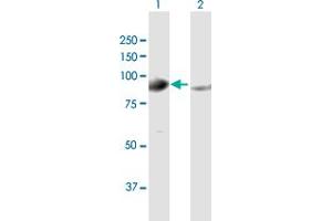 Western Blot analysis of GPHN expression in transfected 293T cell line by GPHN MaxPab polyclonal antibody. (Gephyrin 抗体  (AA 1-769))
