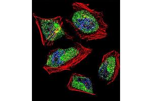 Fluorescent confocal image of Hela cell stained with CNOT8 Antibody (C-term) (ABIN390421 and ABIN2840809). (CNOT8 抗体  (C-Term))