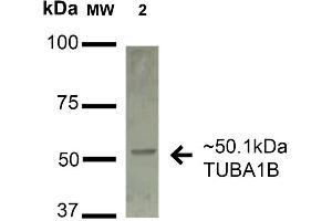 Western blot analysis of Human A549 cell lysates showing detection of 50. (alpha Tubulin 抗体  (Biotin))