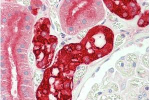 ABIN5539806 (5µg/ml) staining of paraffin embedded Human Kidney. (CALB1 抗体  (Internal Region))